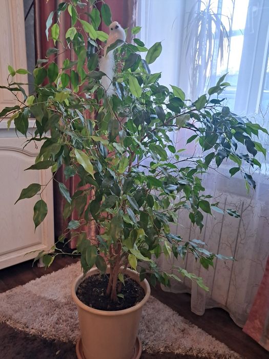 Фикусы, комнатные растения