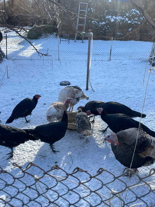 домашние индюкии