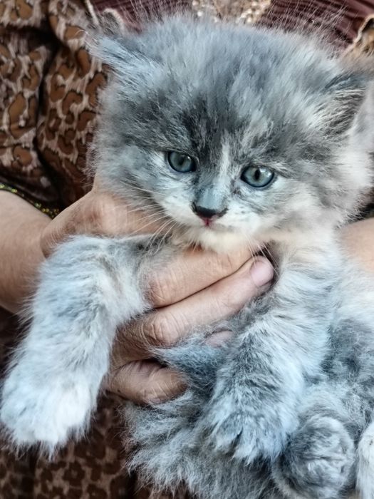 Продается кошки 4шт все цвета серый