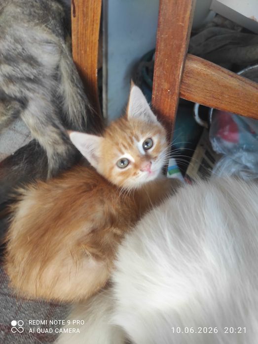 Котята в добрые руки