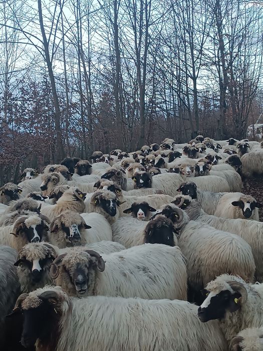 Vând oi cu miei  mai multe detalii la telefon