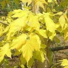 Artar rosu acer rubrum October glory   acer negundo Flamingo aurea