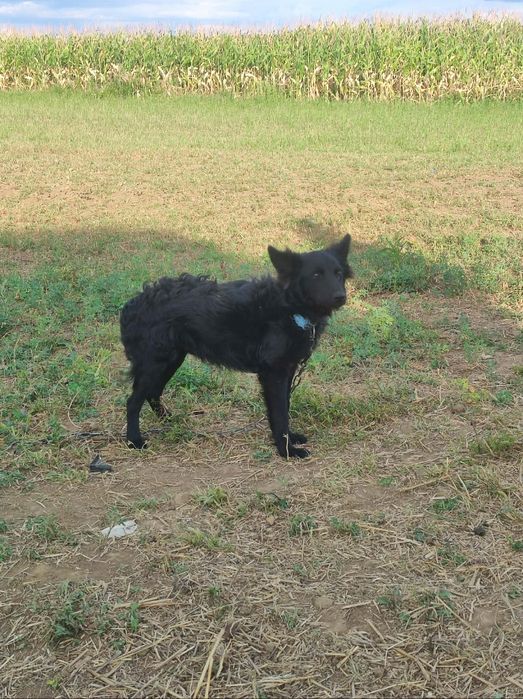De vânzare berbec și 2 căței de întors oile învățați