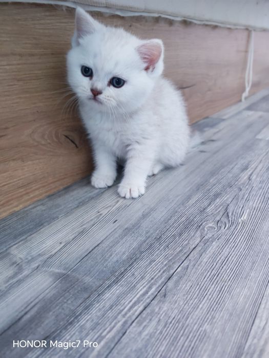 Клепоухи и правоухи сребърни чинчили