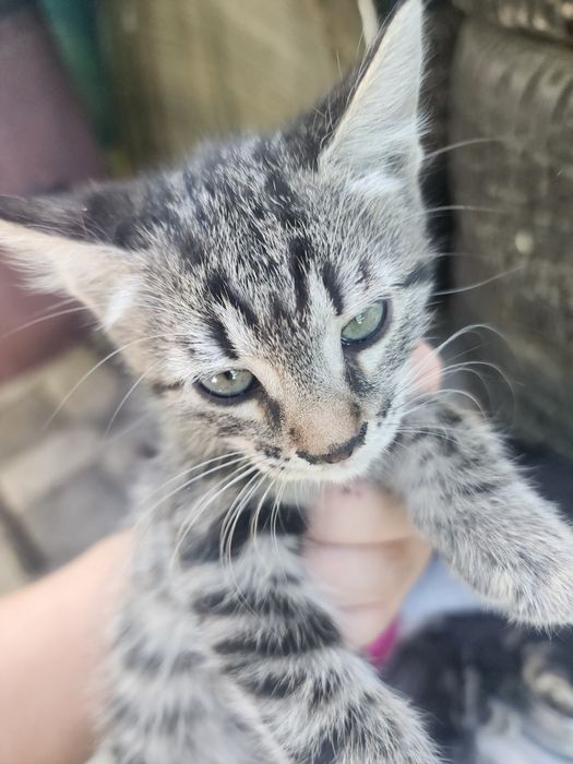 Отдаём котят, 2 месяца, очень спокойные, ручные