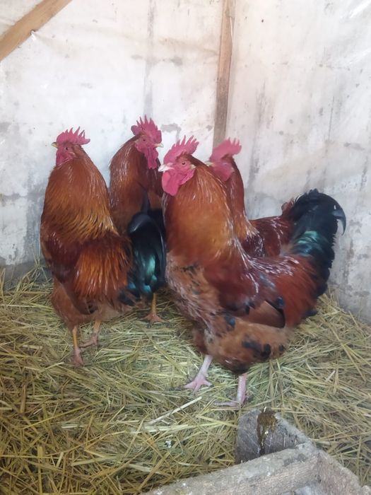 Продам куры домашние