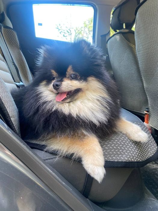 Вязка шпиц мальчик 2 года