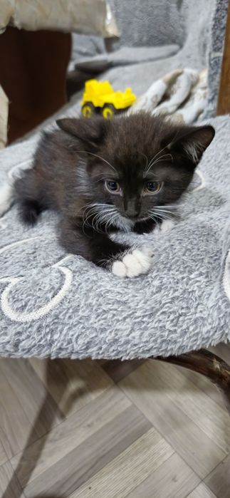 Отдам котят 2 месяца