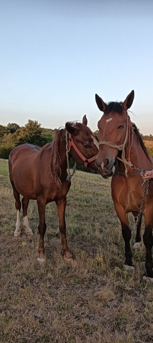 Cai de vînzare in comuna Forotic