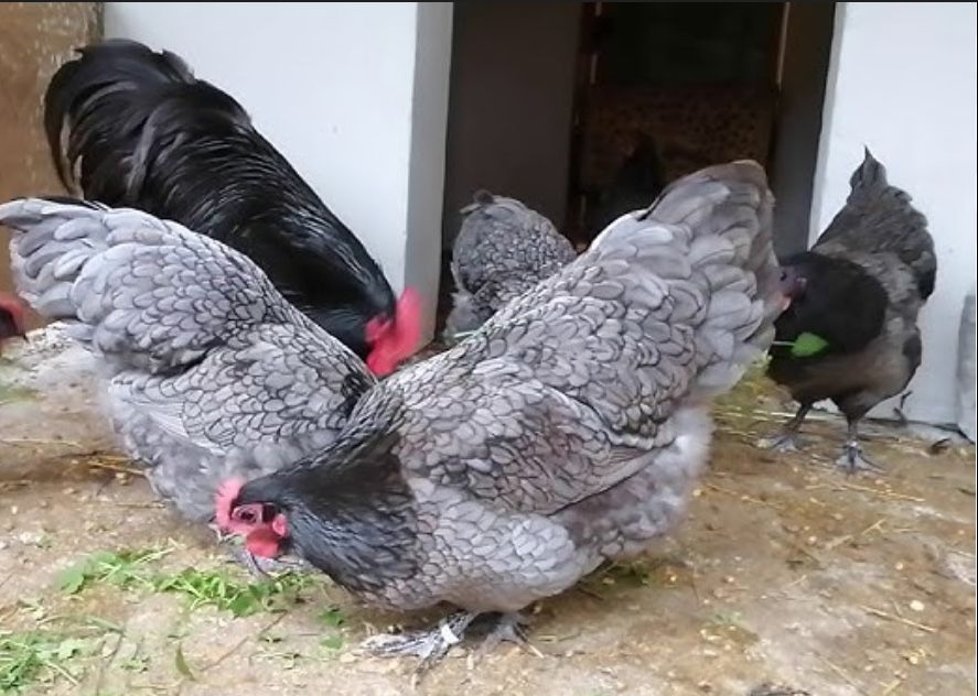Ou Australorp pt incubat