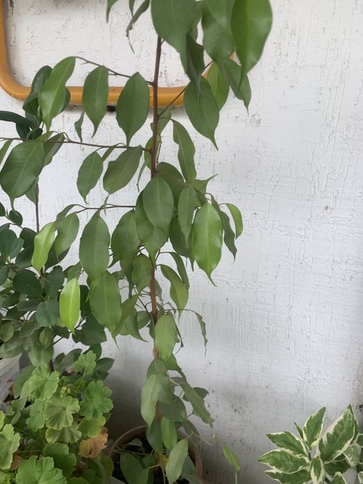 Комнатные цветы