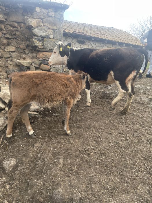 Продавам Крави юници за  курбан