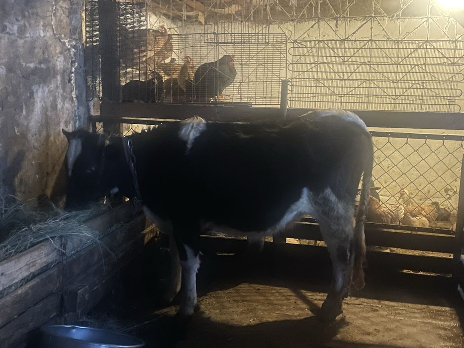 Кашар сатылады 2жылдык