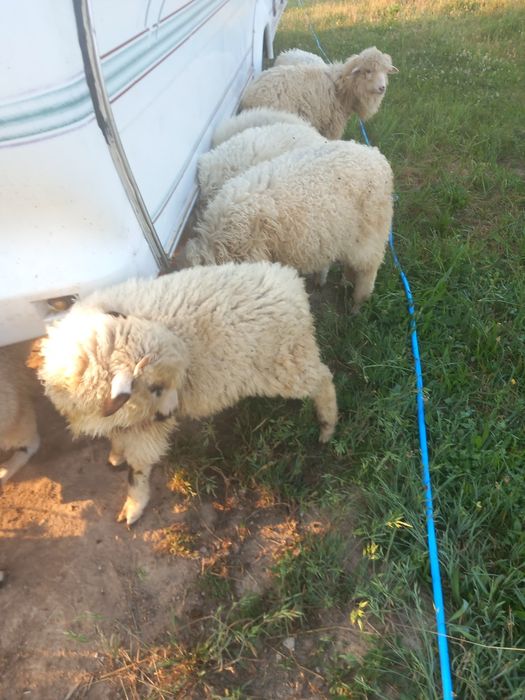 Vand i Miei românești