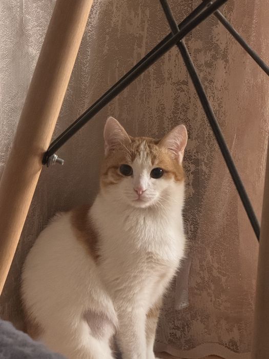 Котенок рыжий в добрые руки