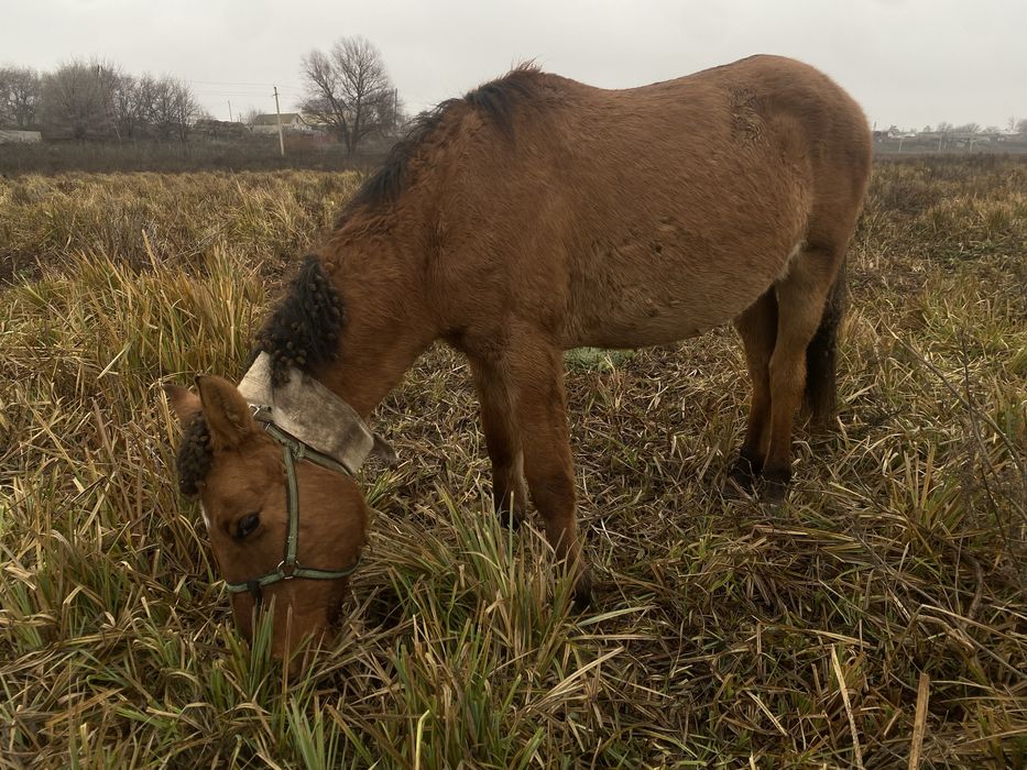 Еркек тай жеребчик Башкир
