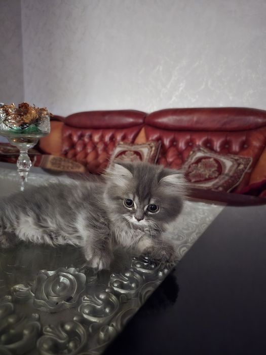 котенок(британец длинношерстный цена договорная