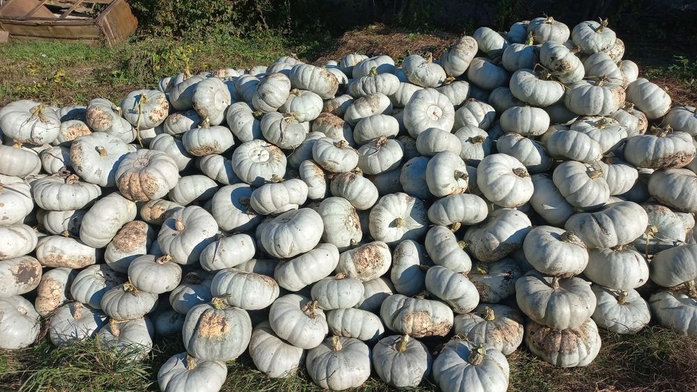 Dovleac Crown Prince