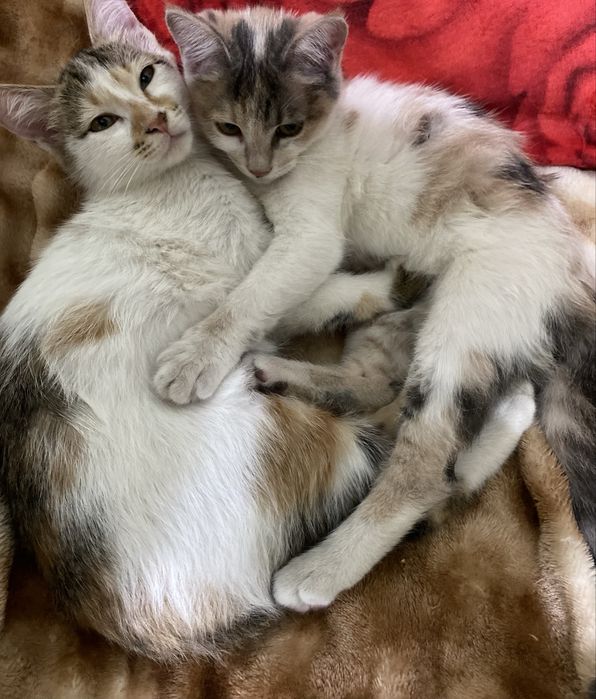 мушукчалар яхши каридавун одамлара барилади!