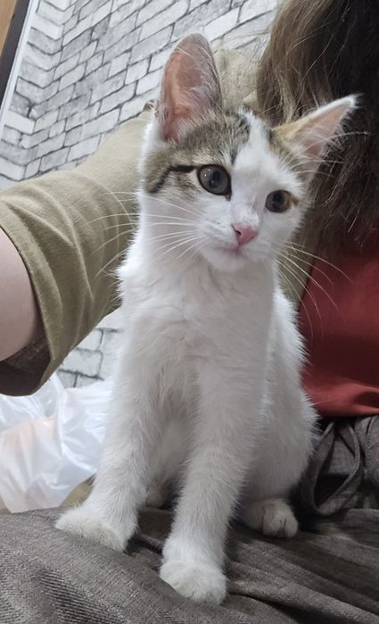 Отдам Котенка в добрые руки