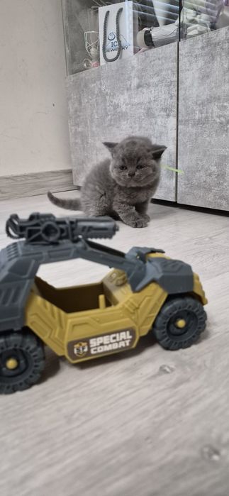 Британска Късокосместа