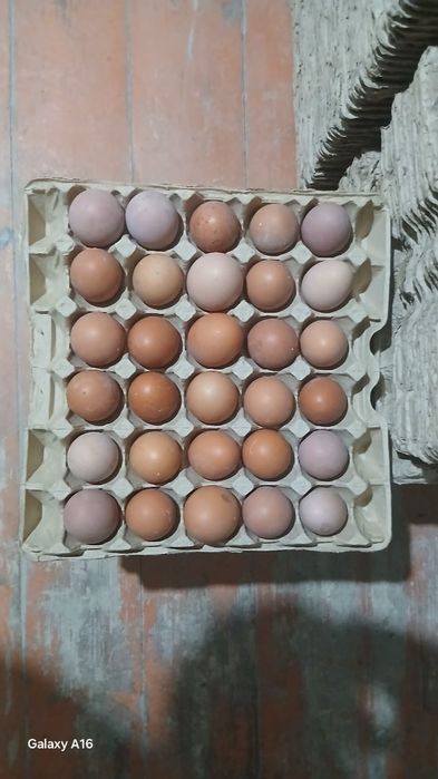 Ломан браун Леггорн