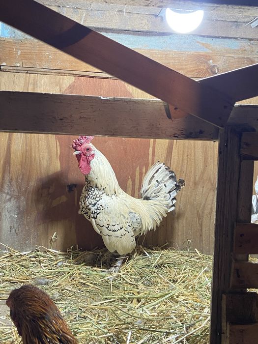 Продам сибрайт пару