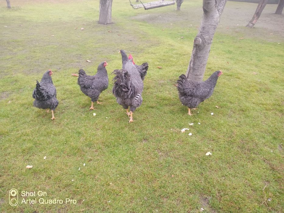 Parranda Plomotrok zotli