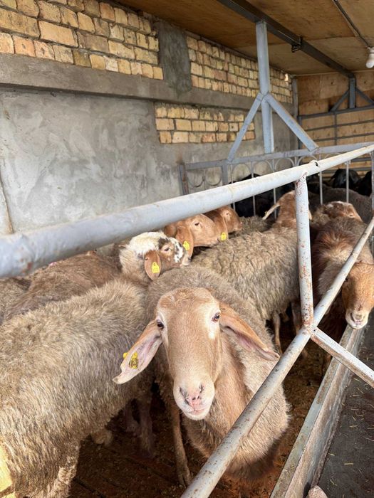 Qo'chqor, Qo'y, Qo'ylar, Кучкор, Куйлар