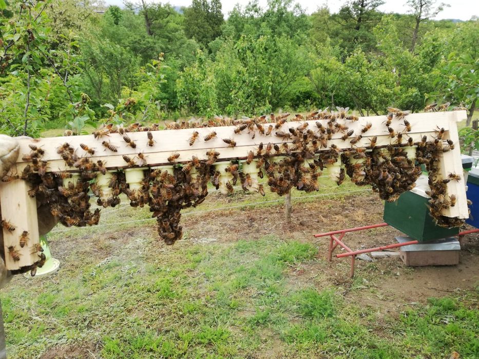 Vând mătci împerecheate, rasa Carnica