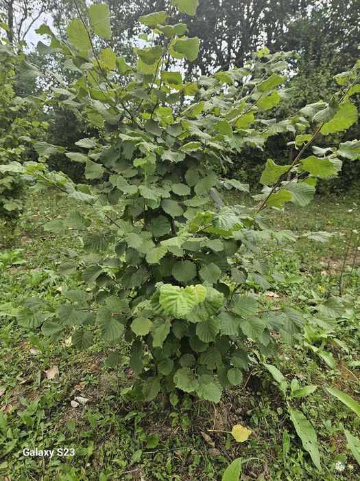 Aluni Valcea 22, tonda romana, diferite soiuri cu fructe mari Oferta