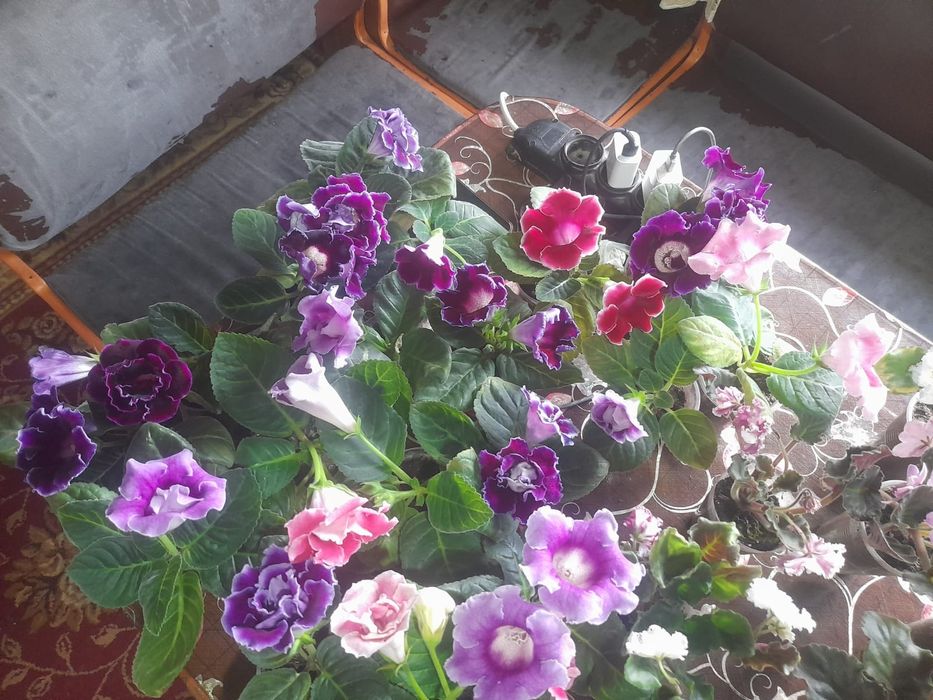 Уйдин гулдери Тулкубас