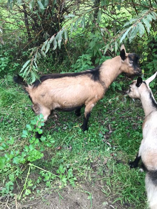 Tap de vânzare 600 lei