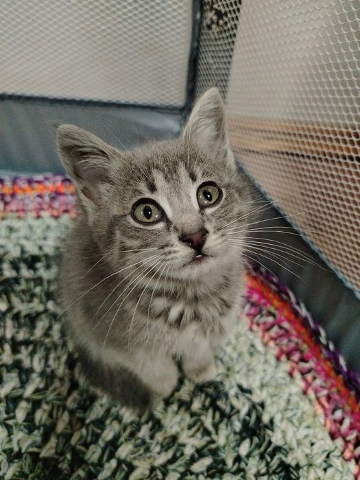 Отдам котят в хорошие добрые руки