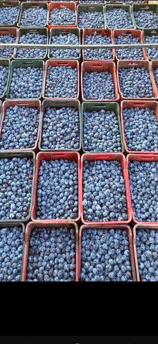 Vannd prune pentru tuica pălinca