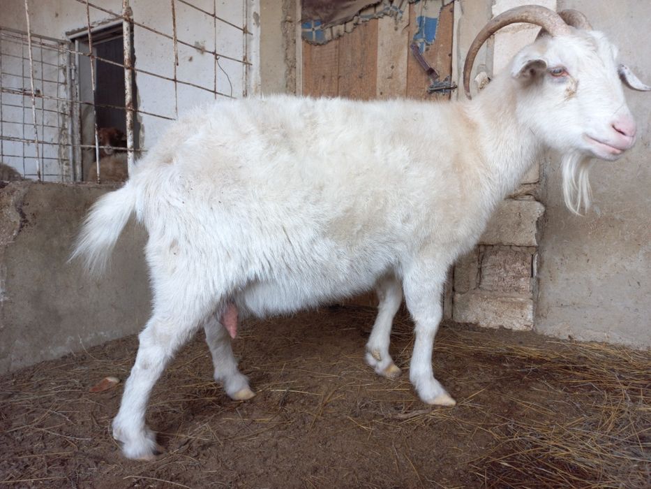 Буаз ешки сатылады