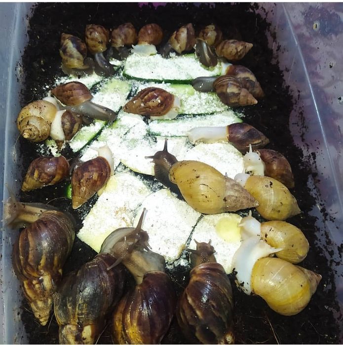 4 5 6 sm Ulitkalar sotuvda bor