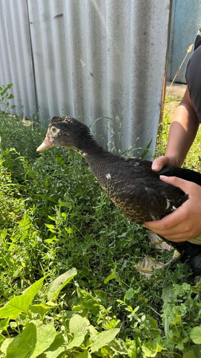 Продам утка срочно!2шт