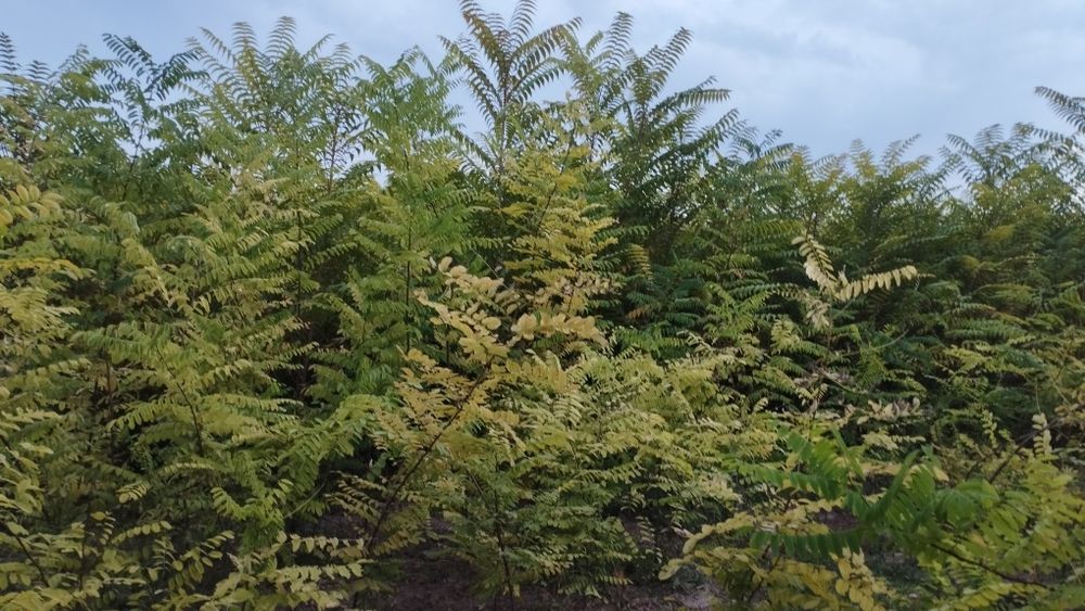 Саженцы все виды