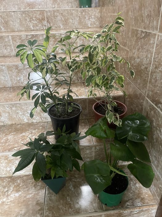 Антуриум ,Спамифилюм,Доллор,Цикас