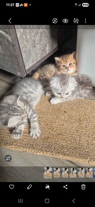 Шотландские котята