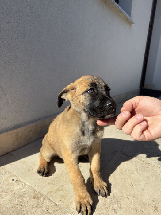 Cățeluș mascul de Ciobănesc German x Mastif caută familie