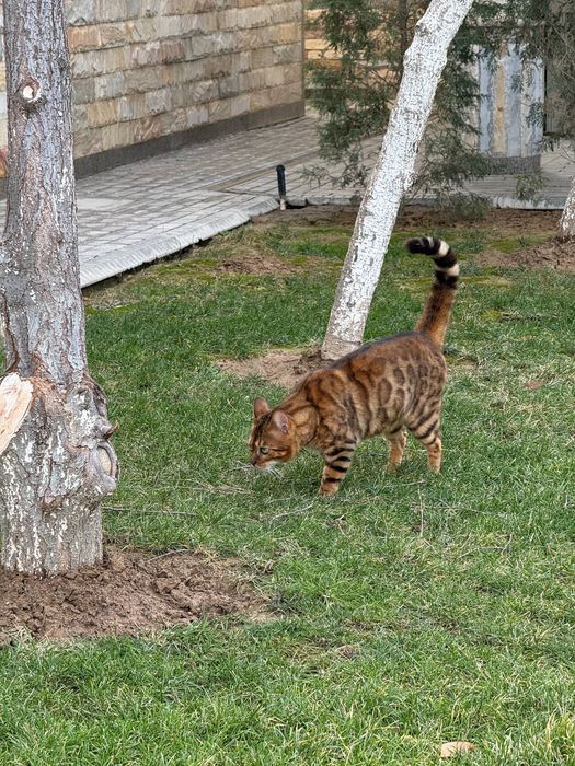 Бенгальский чистокровный кот 2 года