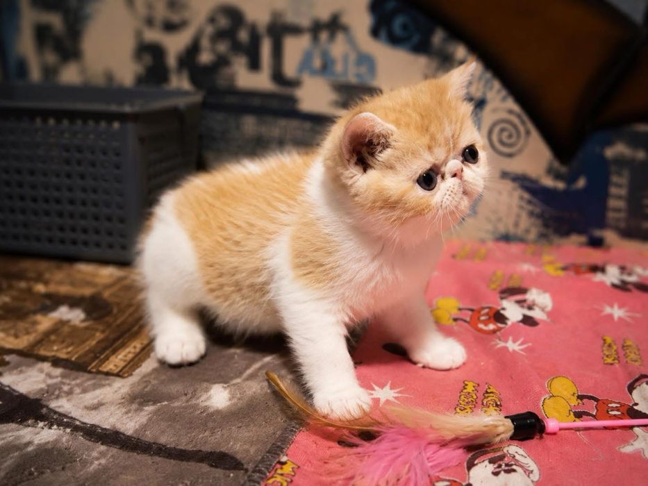Экзотический котенок