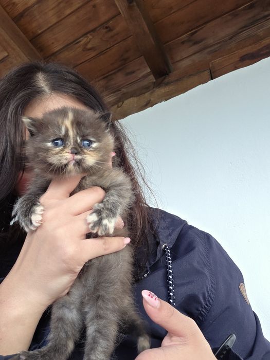 Котки британски късокосмести