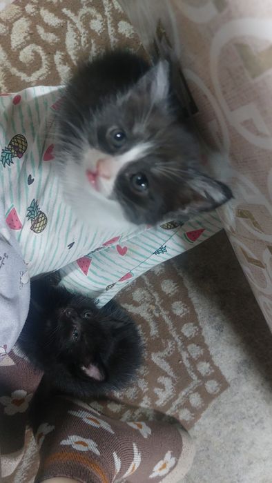 отдам котенка 1.5 мес
