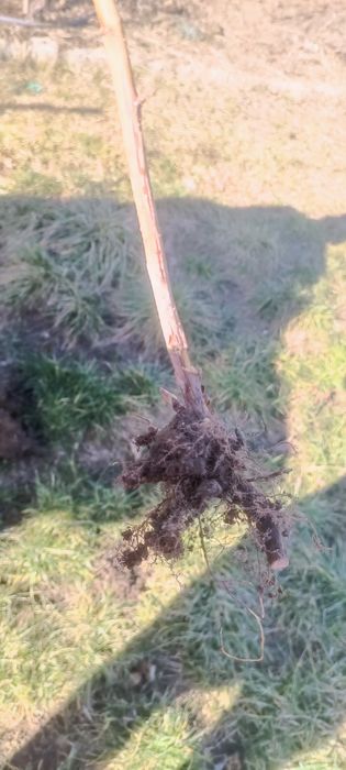 Vând butași de muri și zmeura