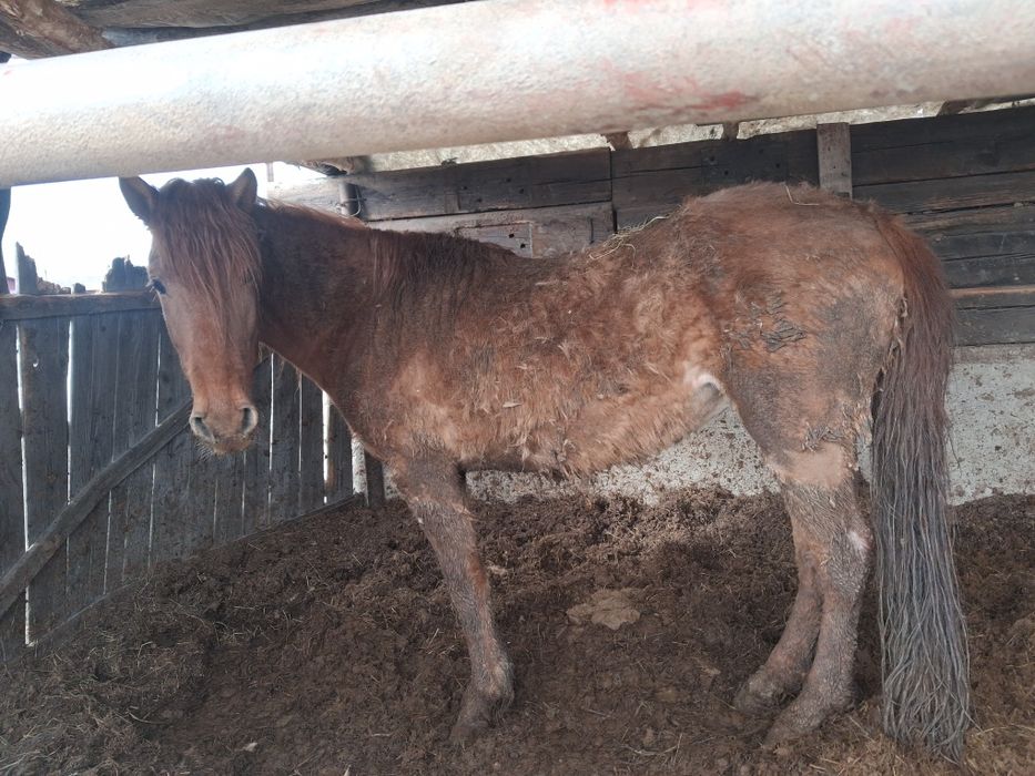 6 жасар бие сатылады