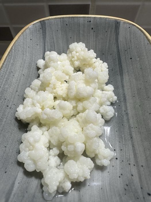 Кефирена гъба / Кефир