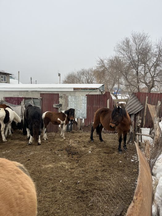 Бие жабағысымен сатылады